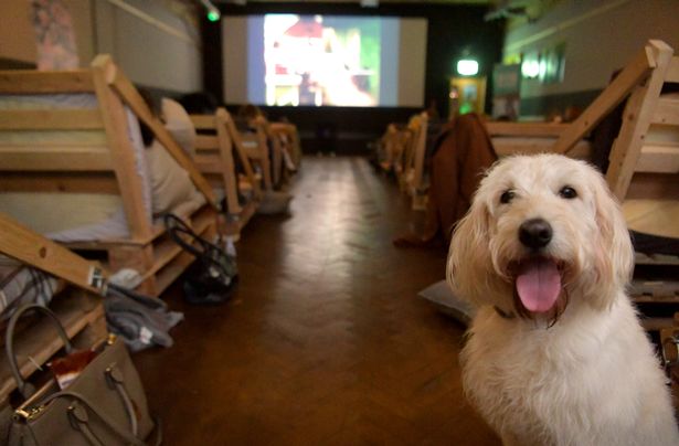 cinéma pour chiens