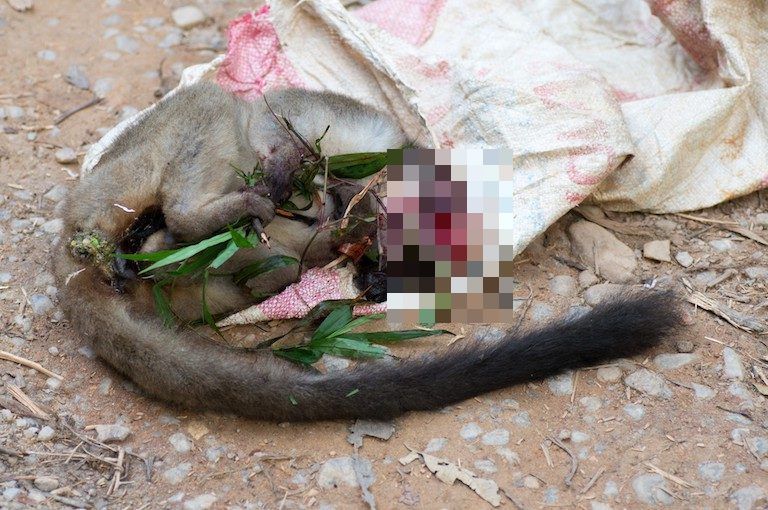 lémuriens madagascar