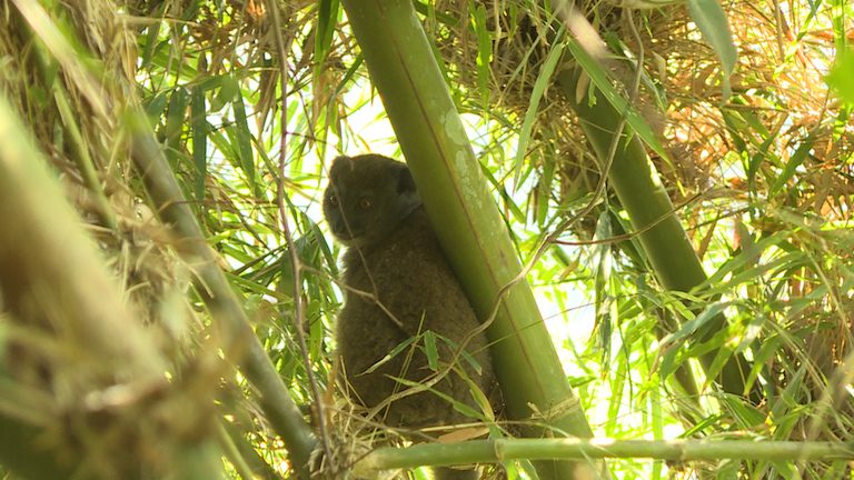 lémuriens madagascar