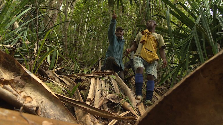 lémuriens madagascar