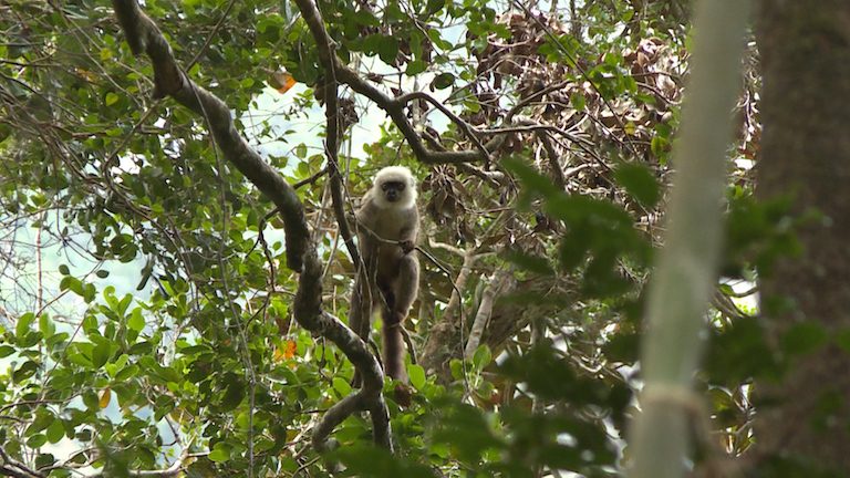 lémuriens madagascar