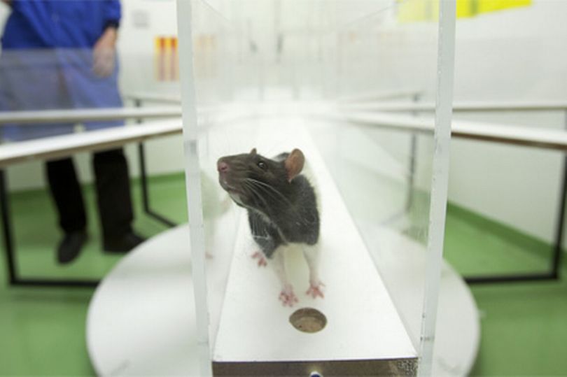 souris de laboratoire
