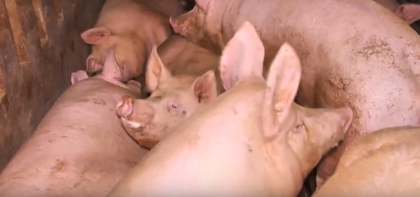 mauvaises conditions elevages