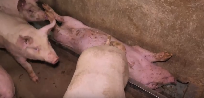 jambon de parme enquete