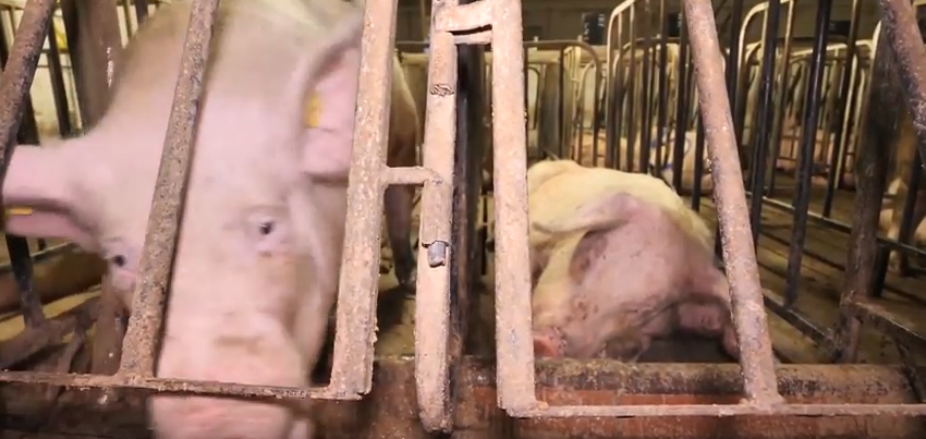 enquete elevage truie