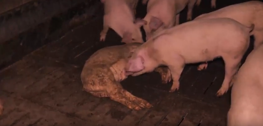 enquete elevage italie