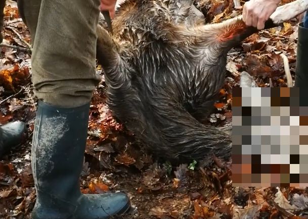 chasse à courre konbini