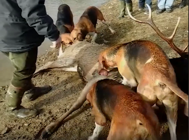 chasse à courre konbini