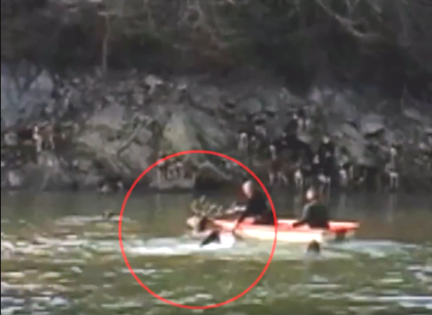 chasse à courre konbini