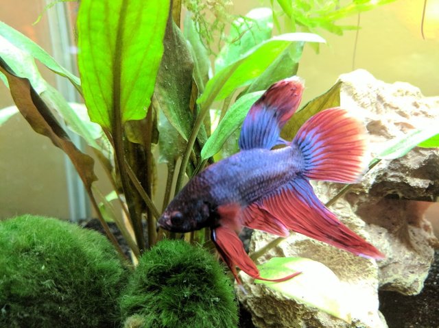 poisson mourrant walmart