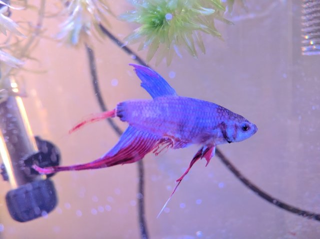 poisson mourrant walmart