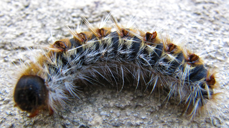 chenilles processionnaires chat