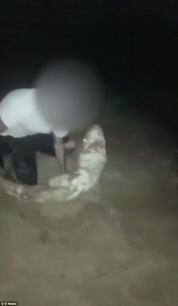 requin voiture australie