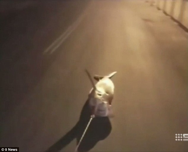 requin australie voiture