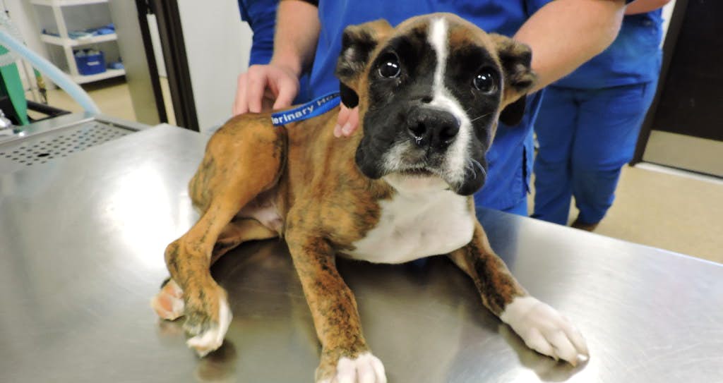 condamnation cruauté animale