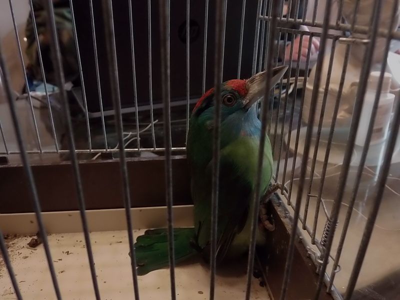 saisie oiseaux exotiques