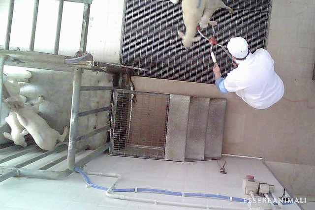 abattoir italie enquete