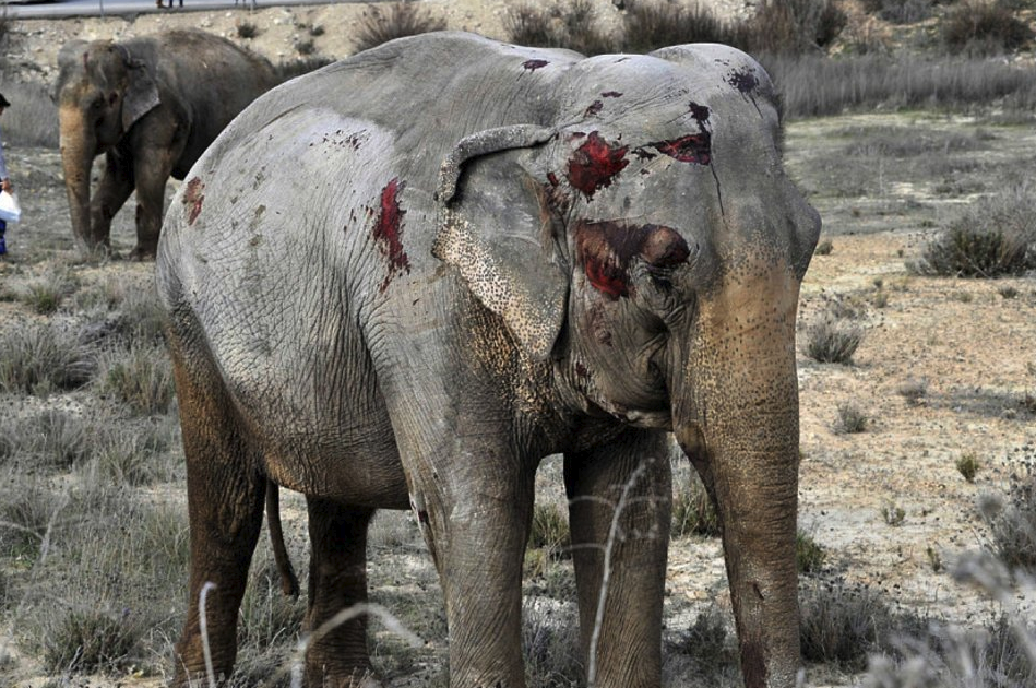 cirque animaux sauvages 