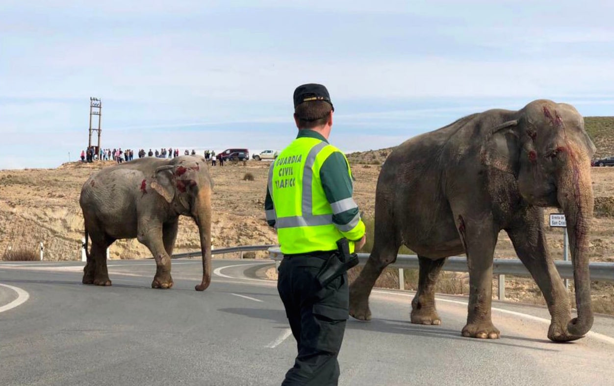 accident camion cirque