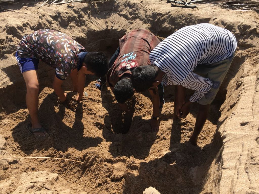 tortues plage Bombay