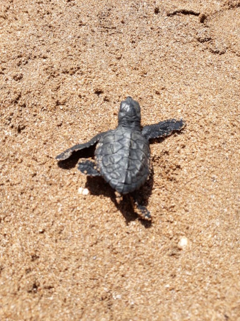 tortues plage Bombay