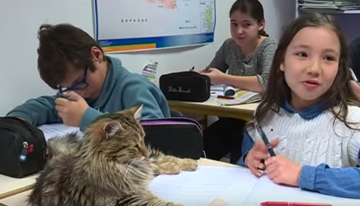 chats à l'école