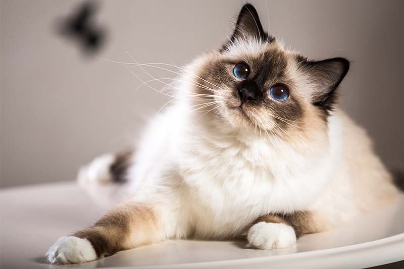 chat birman