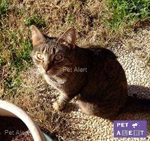 retrouver chat perdu