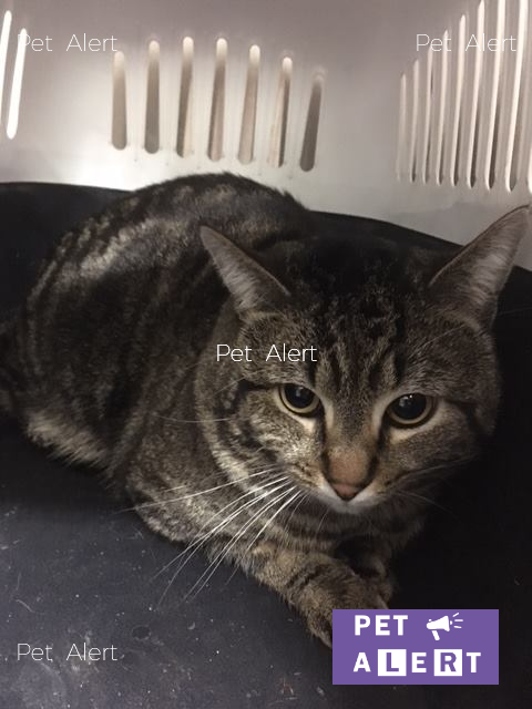 retrouvailles pet alert