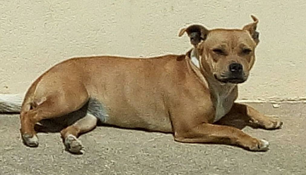 chienne staffie volée