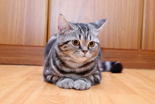 chat american shorthair 