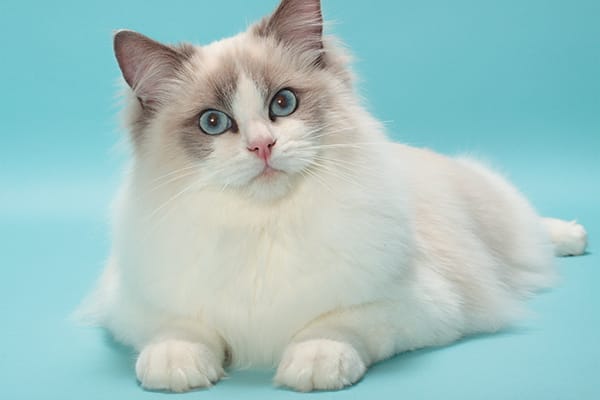 chat ragdoll