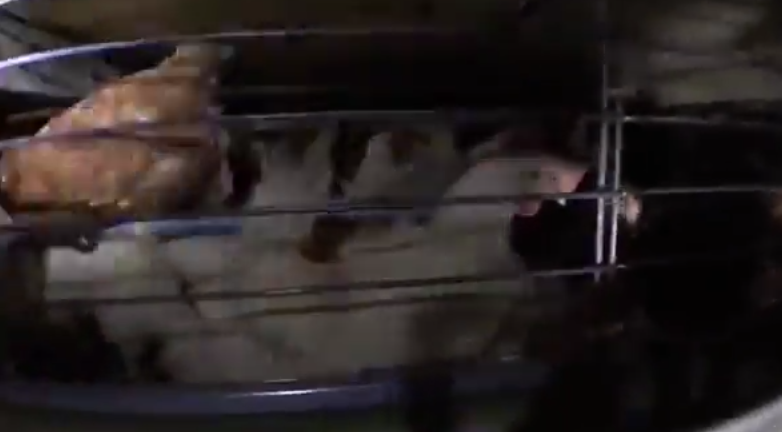 elevage poules pondeuses