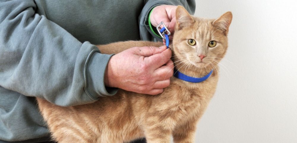 collier antipuces pour chat