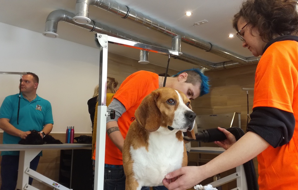 refuge SPA marseille