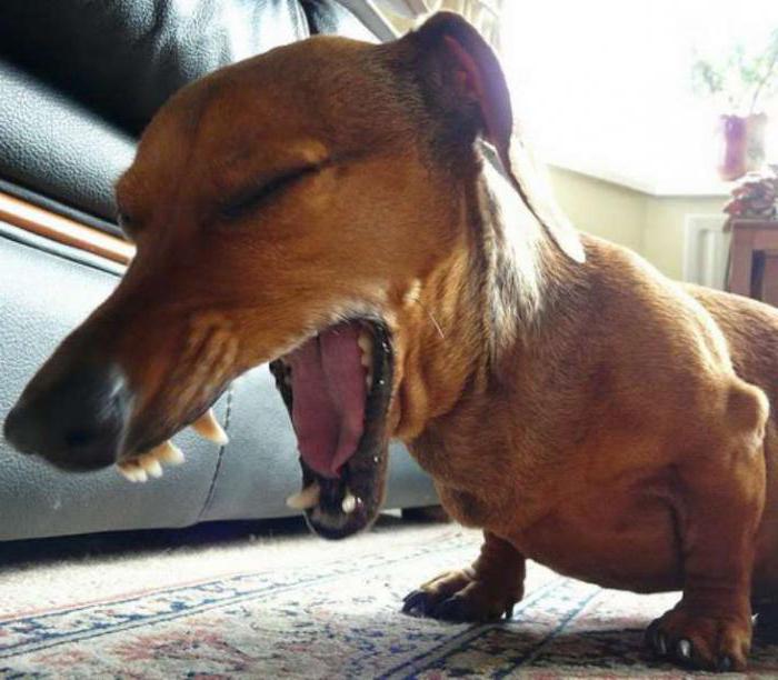 symptomes dirofilariose chien