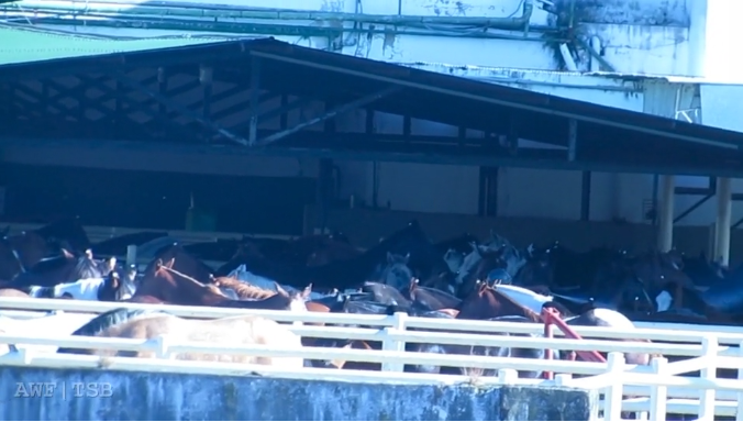 viande chevaline argentine