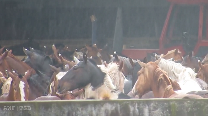 viande chevaline argentine