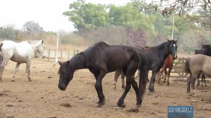 viande chevaline argentine