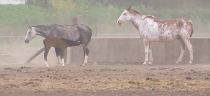 viande chevaline argentine