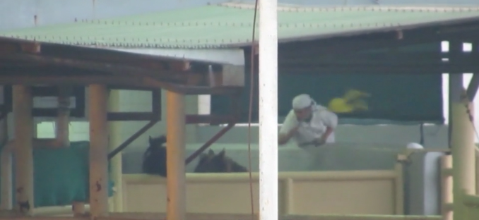 viande chevaline argentine