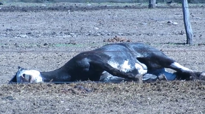 viande chevaline argentine