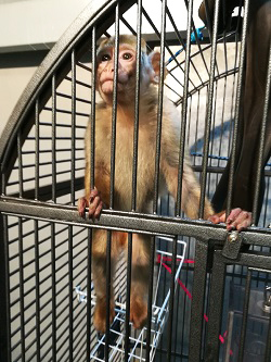 femelle magot 10 millions amis