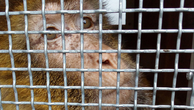 femelle magot 30 millions amis