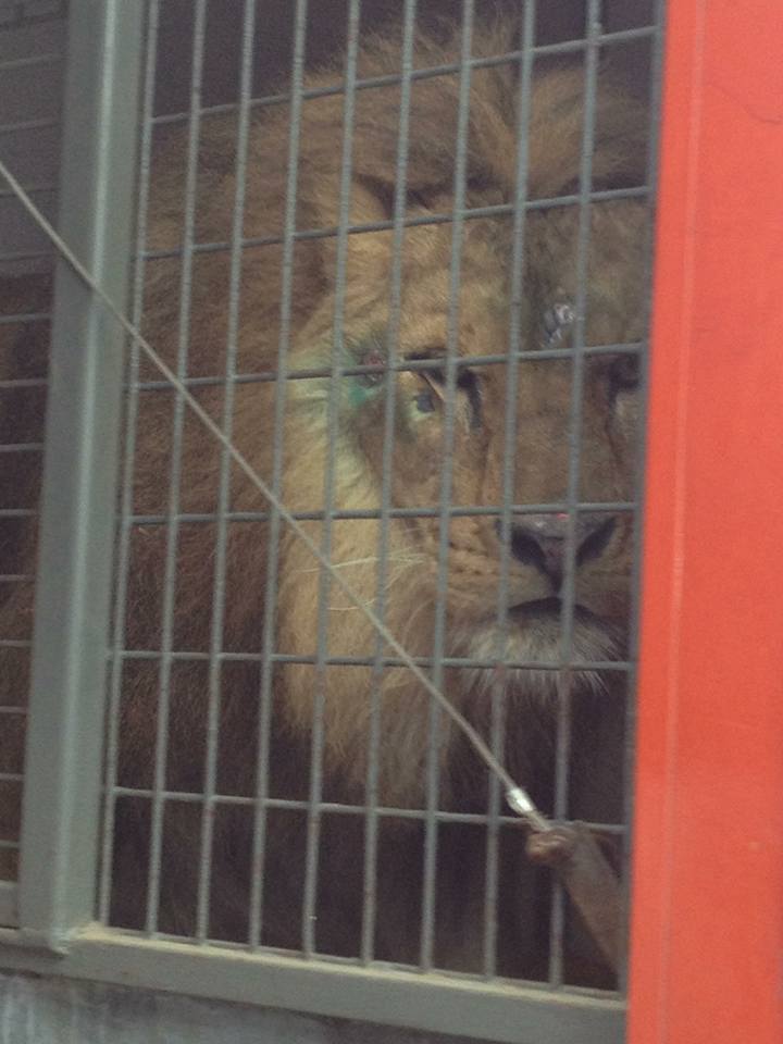 lion blessé