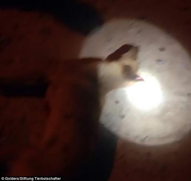 chiens errants maroc