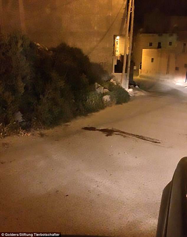 massacre chien errants