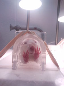 expérimentation souris