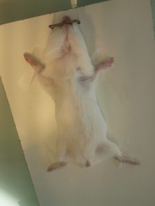 témoignage experimentation animale