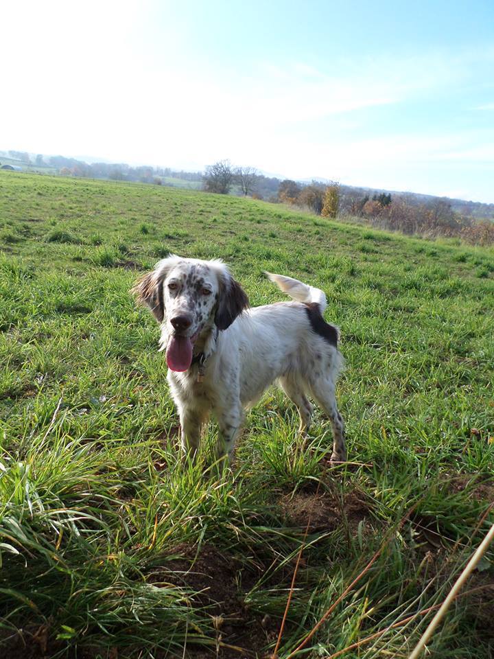 setter anglais perdu